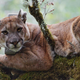 A mountain lion.